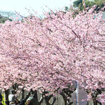 三浦海岸駅付近の桜
