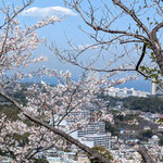 衣笠山公園の桜１
