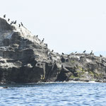 城ヶ島に飛来するウミウ