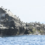 城ヶ島に飛来するウミウ