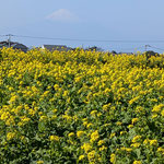 ソレイユの丘の菜の花