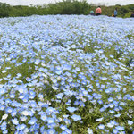 くりはま花の国のネモフィラ