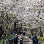 衣笠山公園の桜２