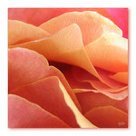 ROSE A LEVRES - plexi - 60x60