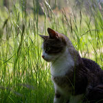 Katze, Südtirol (Foto: Sandra Gregorius)