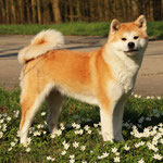 Oriko go KiYama  (Deutscher Champion JA)
