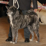 Seiryoume Go Iinogawa Itou Kensha (Deutscher Champion JA und VDH, Internationaler Schönheits-Champion)