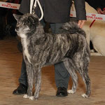 Seiryoume Go Iinogawa Itou Kensha (Deutscher Champion JA und VDH, Internationaler Schönheits-Champion)