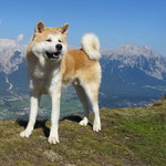 Chikara Kaida of Onaji Choko Inu" (Deutscher Champion VDH)