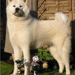 Daikeko of Itoko-Ken (Deutscher Jugend-Champion VDH)