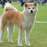 Jaja-uma Go Akita Inu of Cacic (Deutscher Champion JA und VDH)
