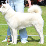 Chiisai Yuki Go Koisakura Kensha (Deutscher Champion VDH, Deutscher Jugend-Champion VDH)