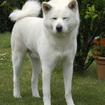 Akasta`s Yuki (Deutscher Champion JA und VDH, Internationaler Schönheits-Champion, Deutscher Veteranen-Champion JA)