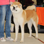 Takeo of Kishi Ken (Deutscher Jugend-Champion JA und VDH)
