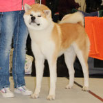 Takeo of Kishi Ken (Deutscher Jugend-Champion JA und VDH)
