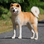 Aiumi Kuri No Hana Kara (Deutscher Jugend-Champion VDH)