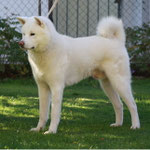 Chuseishin Go Koisakura Kensha (Deutscher Jugend-Champion VDH)