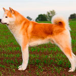 Akio of Shiro Suna Yama (Deutscher Champion und Deutscher Jugend-Champion JA)