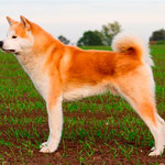 Akio of Shiro Suna Yama (Deutscher Champion und Deutscher Jugend-Champion JA)