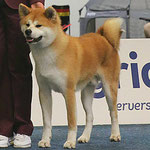 Masaru Go Fuen No Oka (Deutscher Jugend-Champion JA)