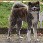 Ryokō-Sha Go of Kamino Ken (Deutscher Jugend-Champion JA)