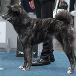 B'Yuuwaku Miryoku Kat (Deutscher Jugend-Champion JA)