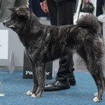 B'Yuuwaku Miryoku Kat (Deutscher Jugend-Champion JA)