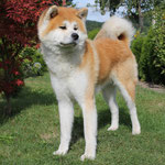 U'Noriaki go Kiyama (Internationaler Schönheits-Champion, Deutscher Champion JA und VDH, Dänischer Champion, Dt. Ju. Ch. DCNH)