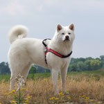 Jodama of Kishi Ken (Deutscher Veteranen-Champion JA und VDH)