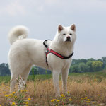 Jodama of Kishi Ken (Deutscher Veteranen-Champion JA und VDH)