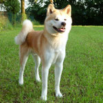 Akio of Shiro Suna Yama (Internationaler Schönheitschampion Deutscher Champion, Deutscher Jugend-Champion JA)