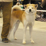 Chimori go Kiyama (Deutscher Champion VDH, Deutscher Veteranen-Champion JA)