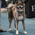 Odeki Go Tokimitsu (Deutscher Jugend-Champion JA)