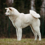 Agatsuki Go Sumiko Kensha Kennel (Deutscher Jugend-Champion VDH)