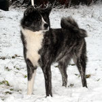 Chuunsha of Mura No Kensha (Deutscher Champion VDH)