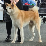 Fukushichirou Hajimari (Deutscher Jugend-Champion JA)