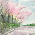 水彩画　桜