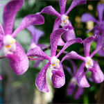 Orchidee in Thailand