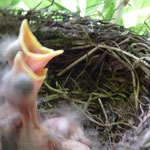 Amselnachwuchs in unserem Garten