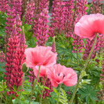 Mohn und Lupinen