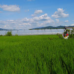 青々と成長している稲　2012-08