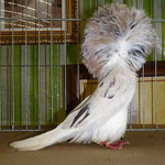 Capucin arlequin
