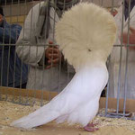 Capucin Blanc
