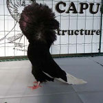 Capucin Noir