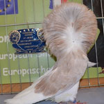 Capucin Arlequin Poudré