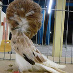 Capucin arlequin