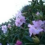 Rhodo en fleur
