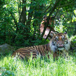 Sumatratiger 21.05.16