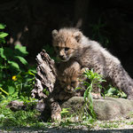 Gepard 2014