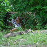 Amurtiger 04.06.2016